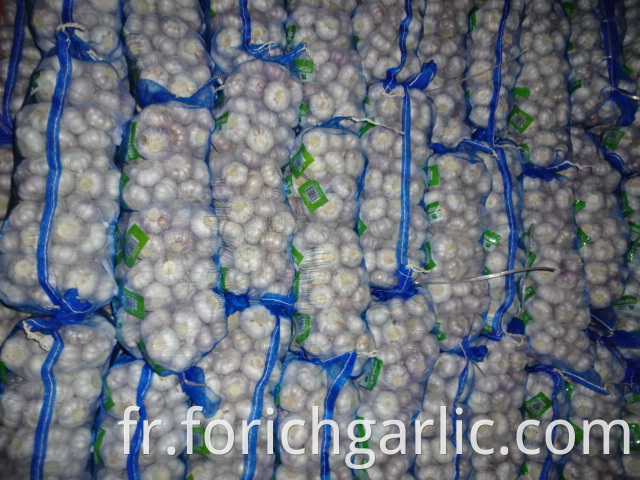 Normal White Garlic Crop 2019